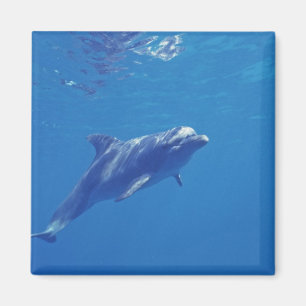 Íman México, Cozumel. Golfinho de Bottlenosed