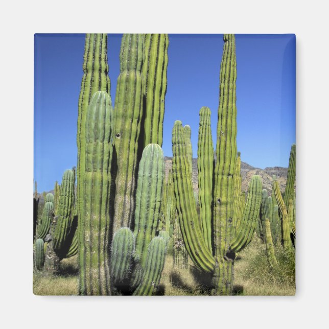 Íman México, Sonora, San Carlos. Saguaro & Organ Pipe (Frente)