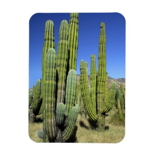 Íman México, Sonora, San Carlos. Saguaro & Organ Pipe