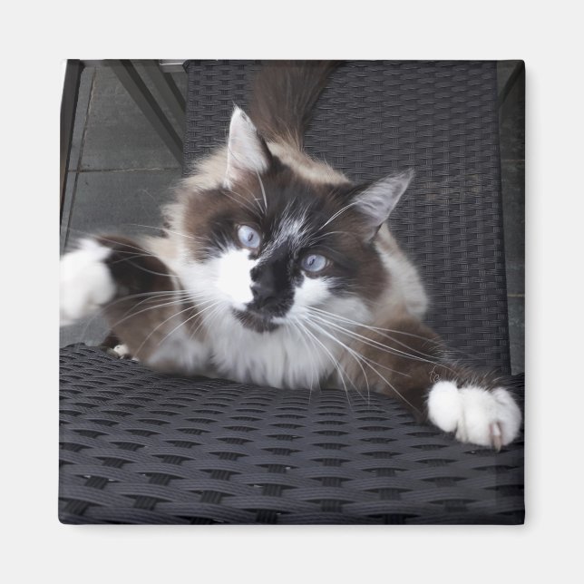 Íman Miau! - (Frente)