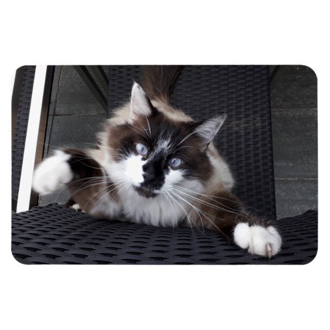 Íman Miau! (Horizontal)