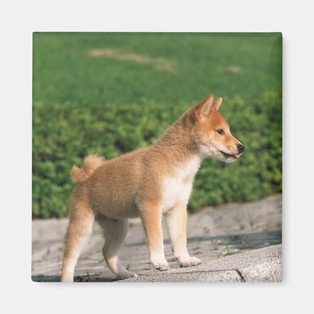Íman Midget Shiba 2 Japonês (Frente)
