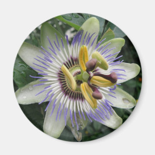 Íman Mídia da Flor de Paixão