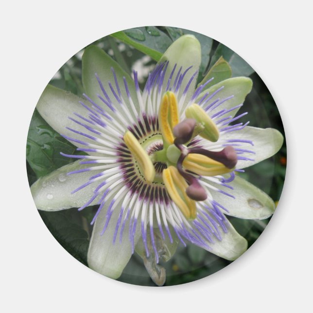 Íman Mídia da Flor de Paixão (Frente)