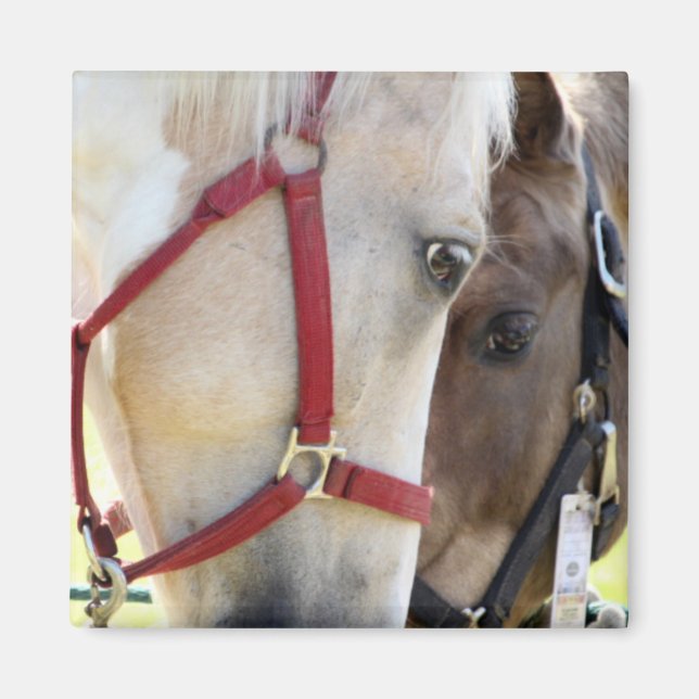 Íman Mídia de Dois Cavalos (Frente)