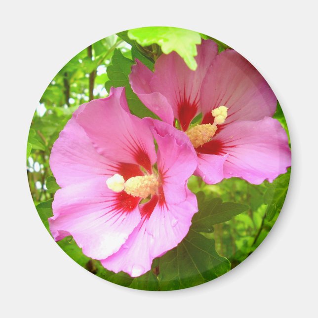 Íman Mídia de Hibiscus Rosa (Frente)