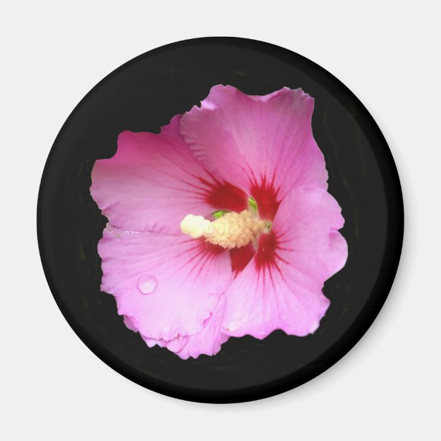 Íman Mídia de Hibiscus Rosa (Frente)