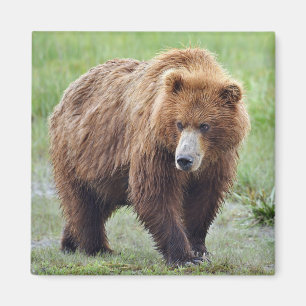ÍMAN MÍDIA DE URSO