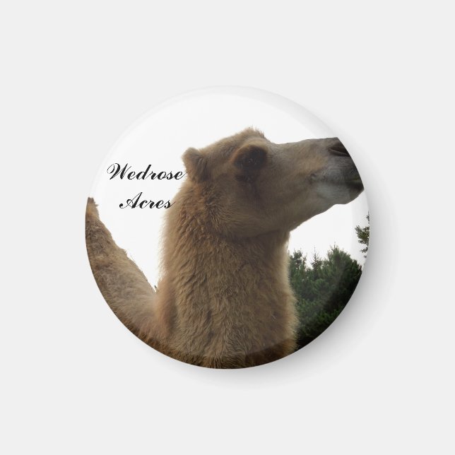 Íman Mídia do camelo Wedrose Acres (Frente)