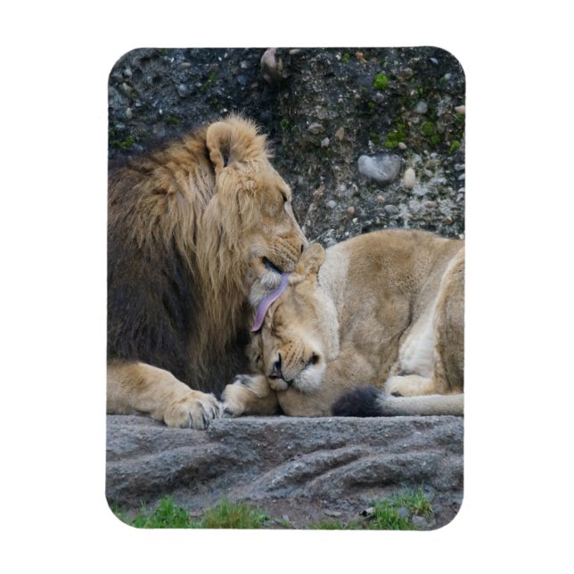 Íman Mighty Lion Love (Vertical)