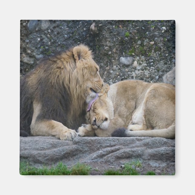 Íman Mighty Lion Love (Frente)