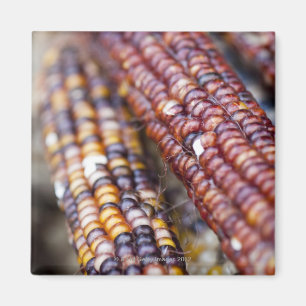 Íman Milho indiano no quadrado Greenmarket da união, Y