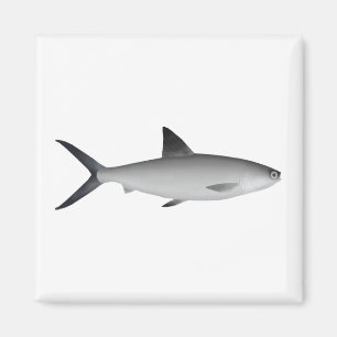 Íman Milkfish Magnet