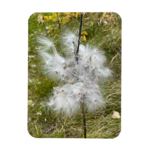 Íman Milkweed   Borboleta   Flexível