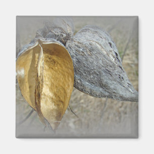 Íman Milkweed Pods