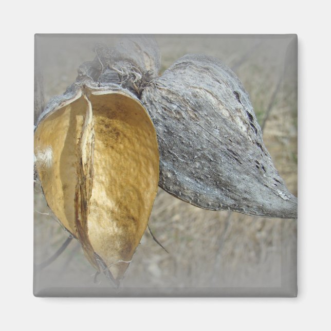 Íman Milkweed Pods (Frente)