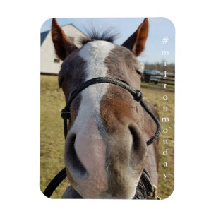 Íman Milton segunda-feira