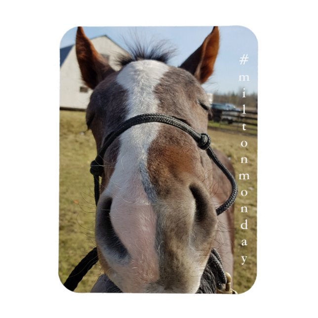 Íman Milton segunda-feira (Vertical)