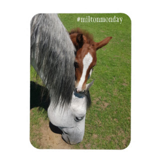 Íman Milton Segunda Magnet