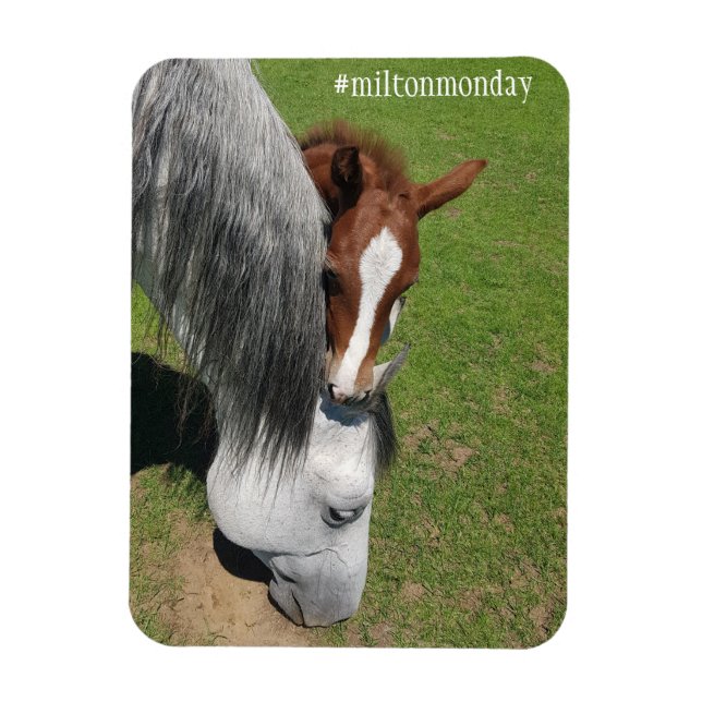 Íman Milton Segunda Magnet (Vertical)