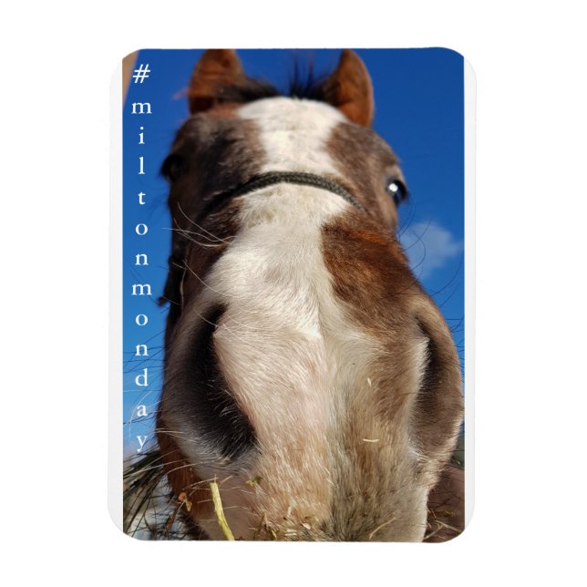 Íman Milton Segunda Magnet (Vertical)