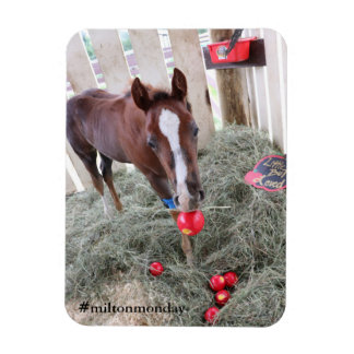 Íman Milton Segunda Magnet