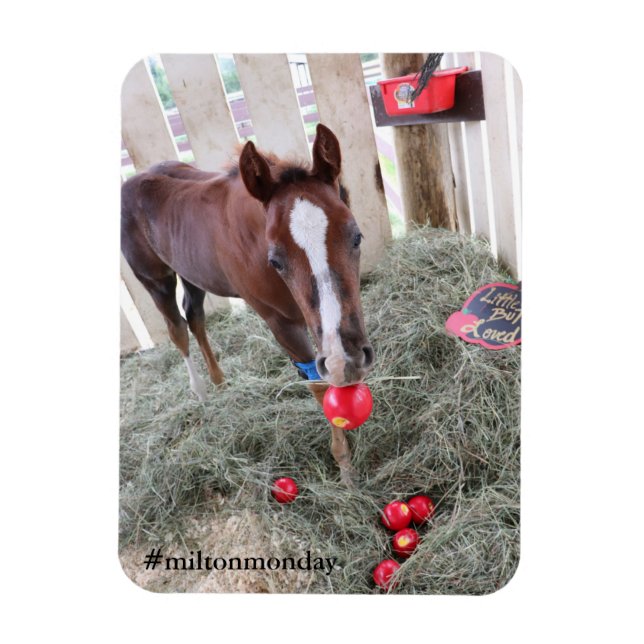 Íman Milton Segunda Magnet (Vertical)