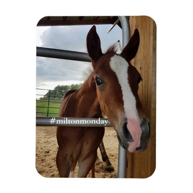 Íman Milton Segunda Magnet (Vertical)