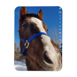 Íman Milton Segunda Magnet