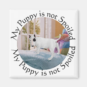 Íman Mimado? Filhote de Bull Terrier... Nem um pouco