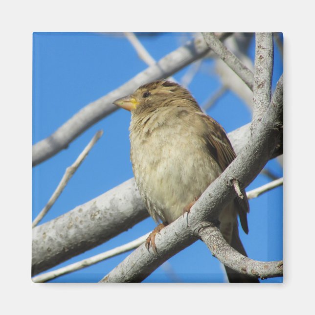 Íman Mineração na árvore (Frente)