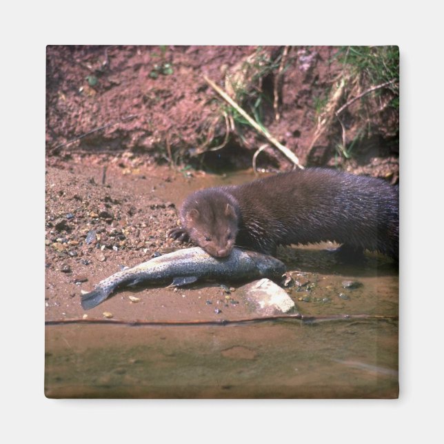 Íman Minério com peixe pequeno (Frente)