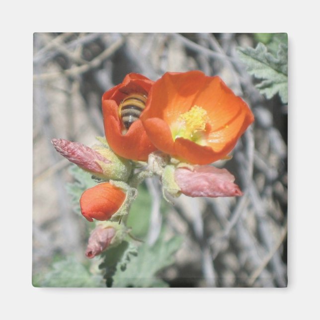 Íman Minha Abelha De Mel (Frente)