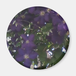 Íman Minha Célula Foto da Mãe Clematis