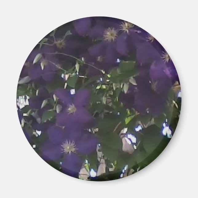 Íman Minha Célula Foto da Mãe Clematis (Frente)