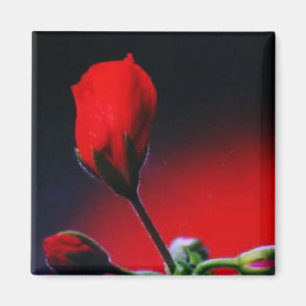 Íman Minha Flor