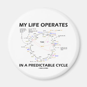 Íman Minha vida opera-se em um ciclo predizível (Krebs