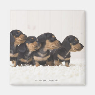 Íman Mini Dachshund quatro