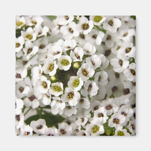 Íman Mini Flores Brancas