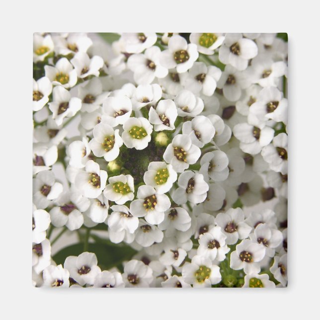 Íman Mini Flores Brancas (Frente)