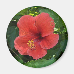 Íman Mini hibiscus do vermelho da arte