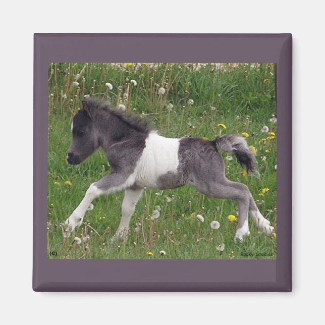 Íman Mini Horse Magnet (Frente)