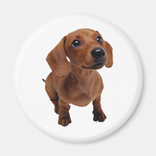 Íman Mini ímã do Dachshund