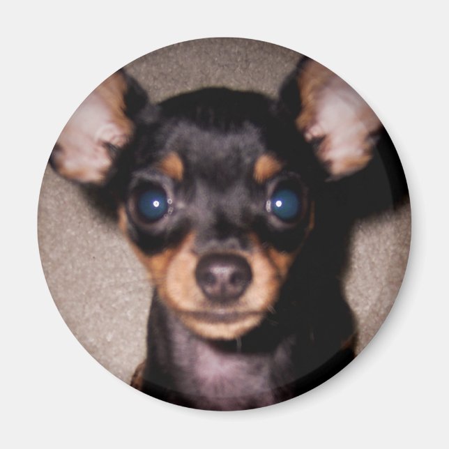 Íman mini pinscher. (Frente)