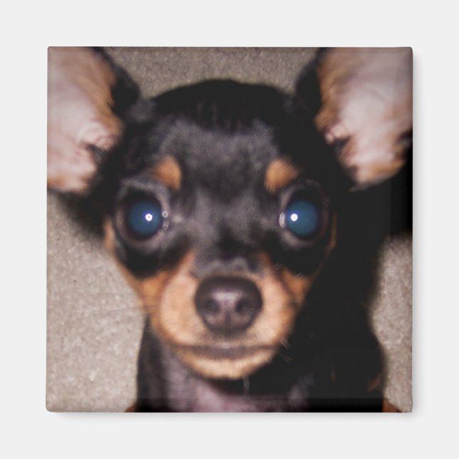 Íman Mini Pinscher. (Frente)