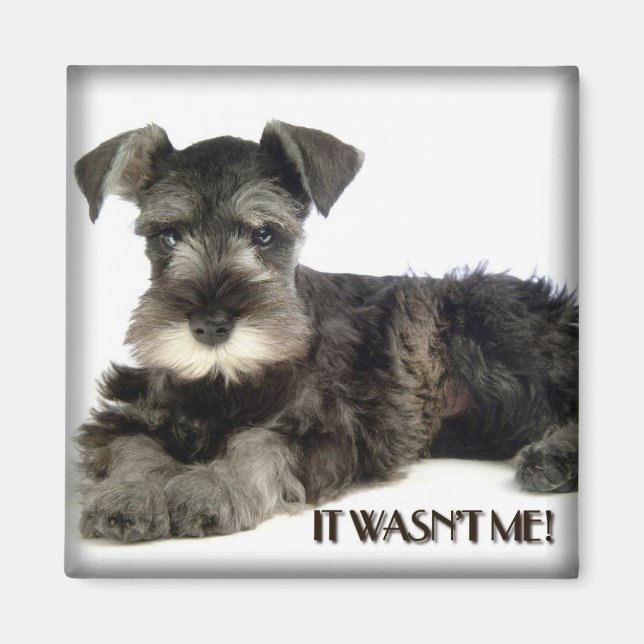 Íman Mini Schnauzer Magnet (Frente)