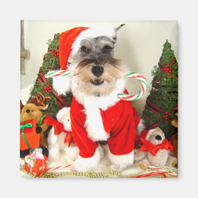 Íman Mini Schnauzer Magnet de Natal (Frente)