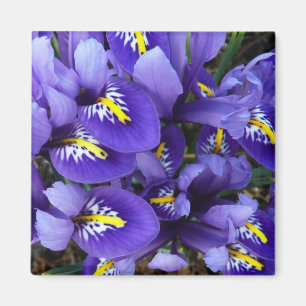 Íman Miniatura Azul Levanta Primavera Floral