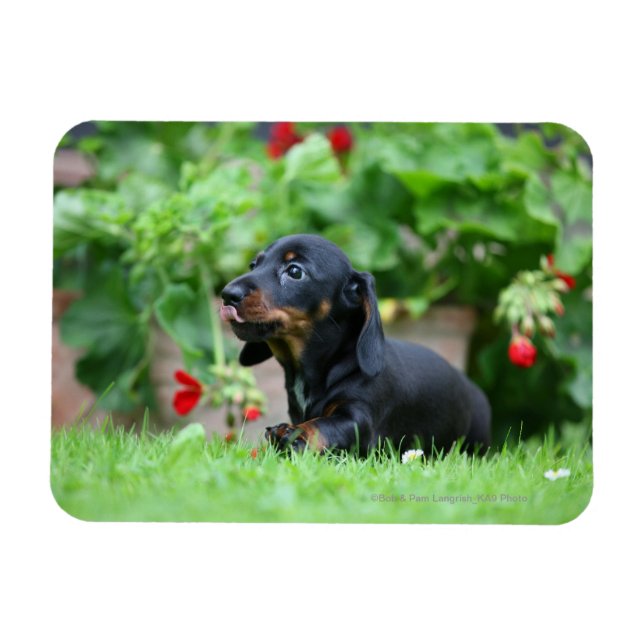 Íman Miniatura lisa Dachshund 1 (Horizontal)