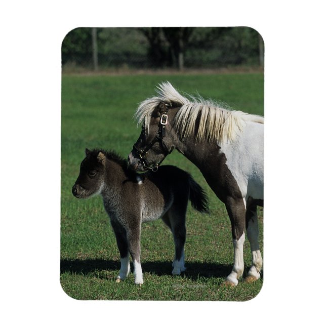 Íman Miniatura Mare & Foal em Pé (Vertical)
